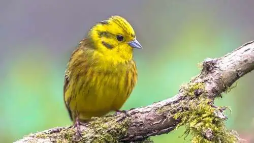 Migratory Bird Days in Potlatch Migratory Bird Days in Potlatch